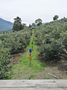 Guatemala Apuesta Por Variedades De Aguacate Hass Y Booth Para