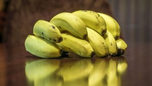 Crean en Costa Rica fondo para prevenir ingreso de hongo del banano