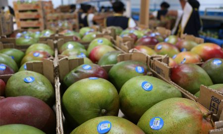 Cómo comercializar mango guatemalteco en EE.UU. en tiempos de crisis