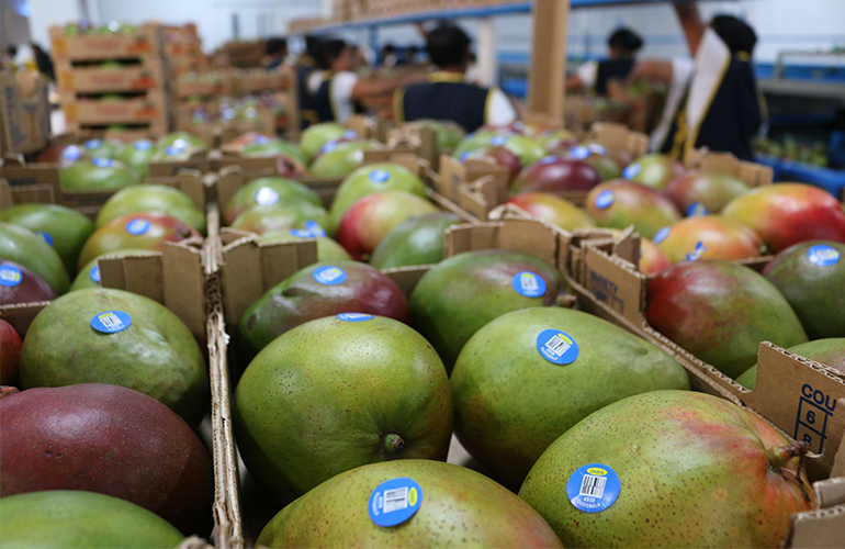 Cómo comercializar mango guatemalteco en EE.UU. en tiempos de crisis
