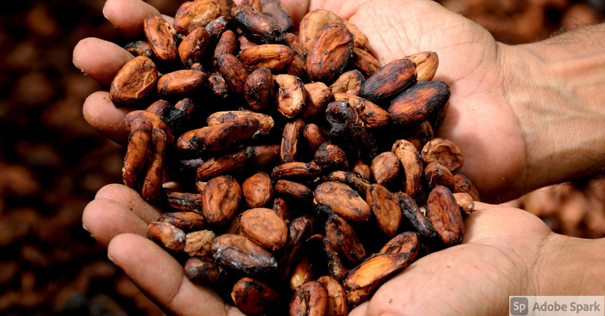 cacao de Guatemala
