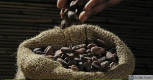 cacao en Nicaragua