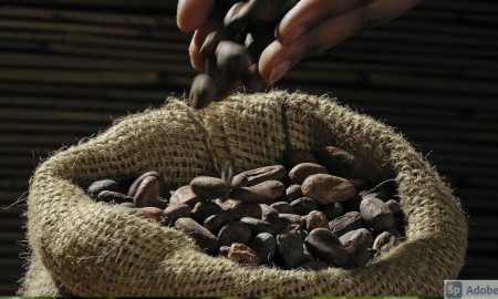 cacao en Nicaragua