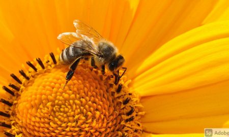 abejas y la polinización