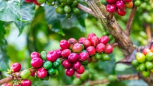 Producción de café colombiano cae 13%