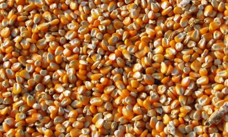 Latinoamérica registra precios altos en productos como maíz y trigo