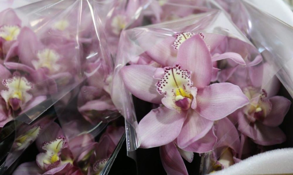 Industria exportadora de flores y follajes fortalece su cadena de valor