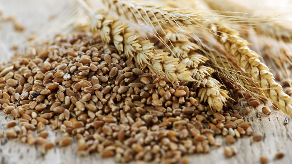 Ucrania incrementa exportaciones de granos