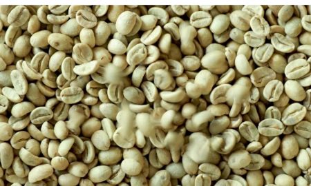 En decrecimiento exportación mundial de café verde en grano