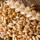 Transportan millones de toneladas de trigo desde Ucrania