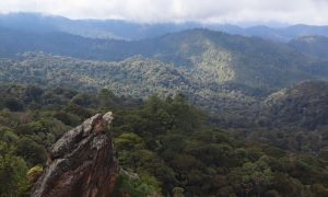 “Me gusta el bosque, me gusta el agua”: Movimiento que impacta la vida de miles guatemaltecos