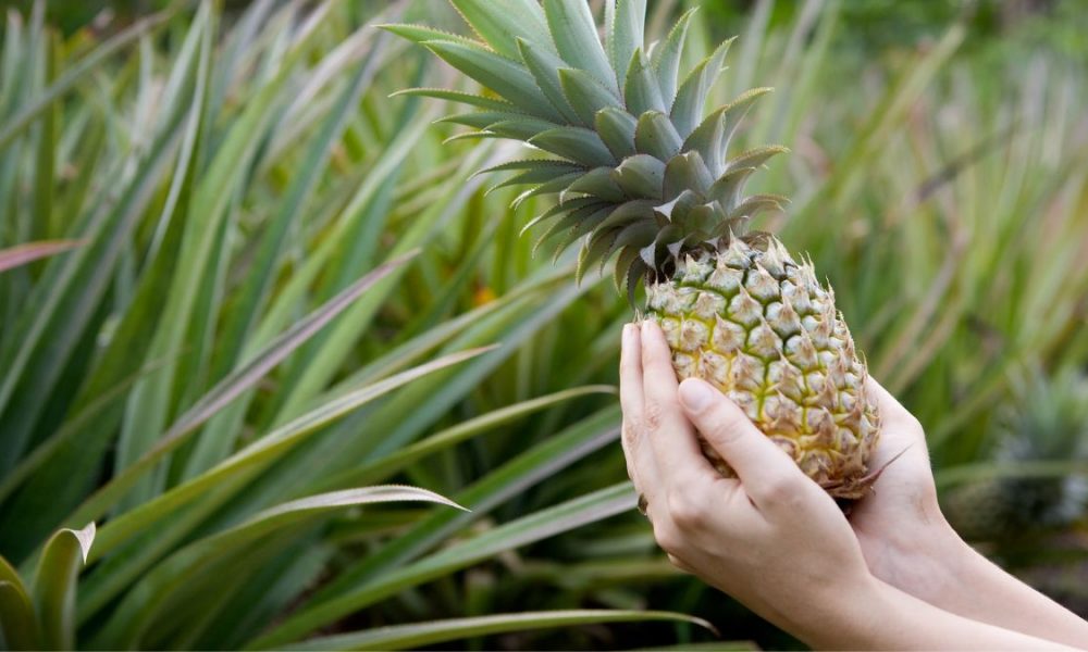 Costa Rica exportará piña con huella de carbono cero - DataExport