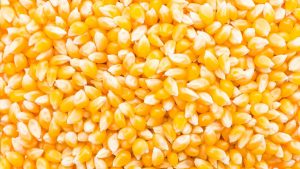 Autorizan importación de contingente de maíz amarillo con 0% de arancel en Guatemala
