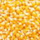 Autorizan importación de contingente de maíz amarillo con 0% de arancel en Guatemala