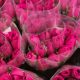 Guatemala exporta 8 millones de rosas por el Día del Cariño