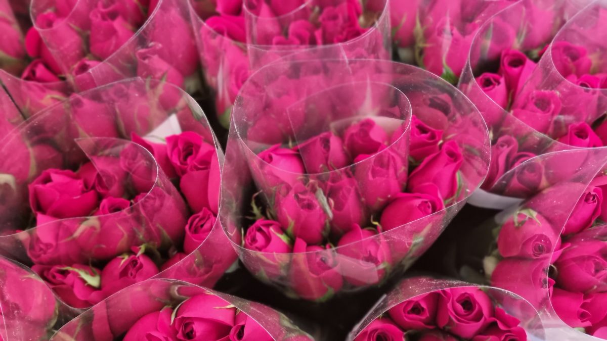 Guatemala exporta 8 millones de rosas por el Día del Cariño