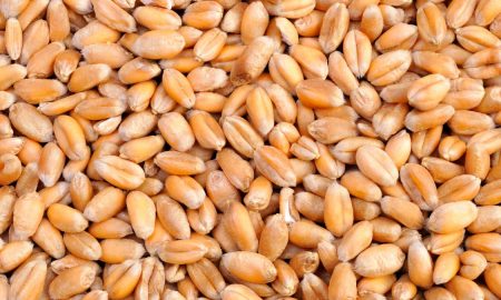 granos de trigo