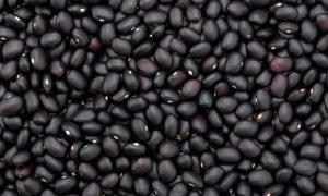 granos de frijol negro