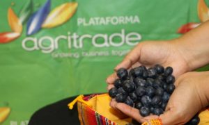 frutras de Guatemala
