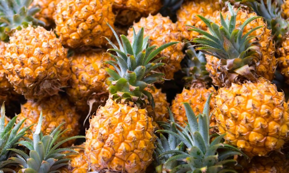 Piña De Panamá Conquista España Y Países Bajos