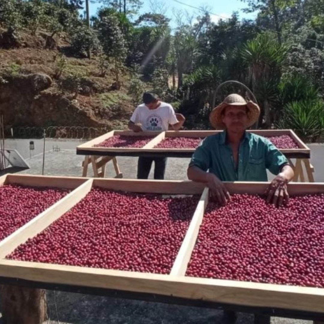 Caficultores en Guatemala