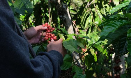 Café de Guatemala