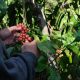 Café de Guatemala