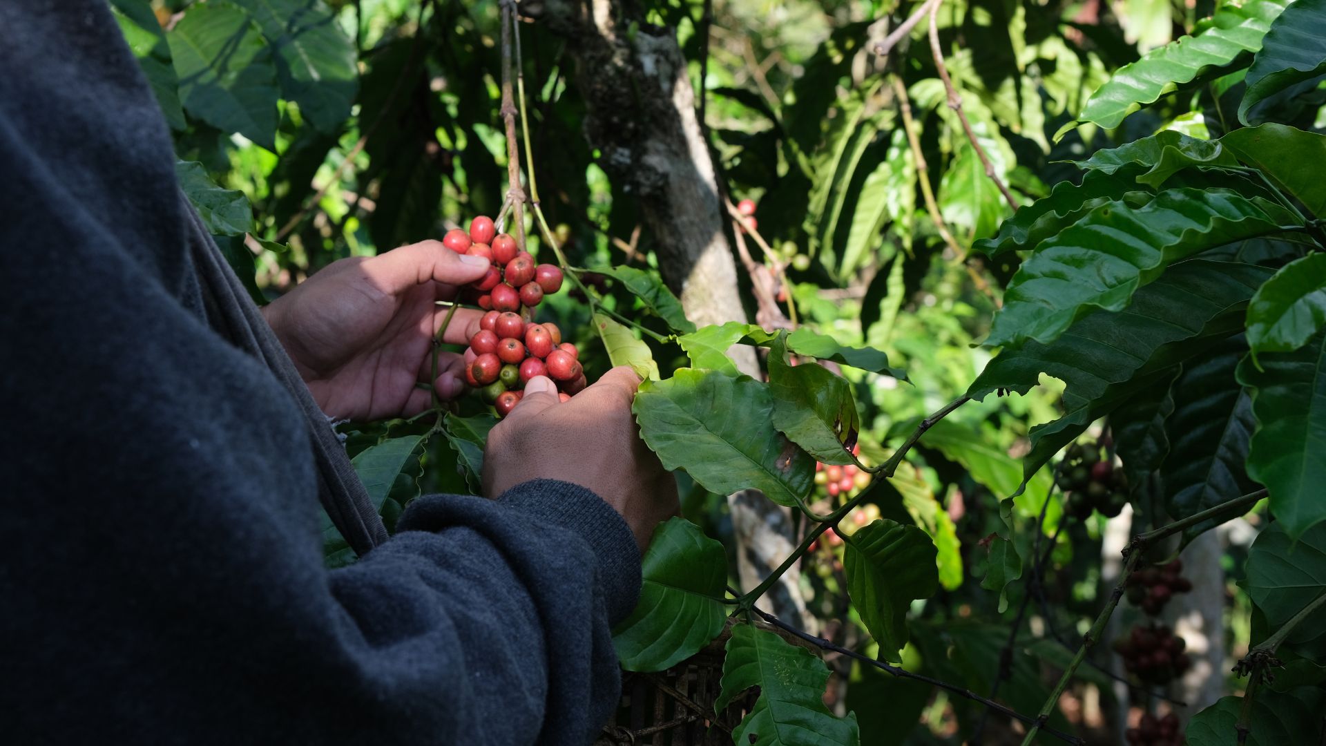 Café de Guatemala
