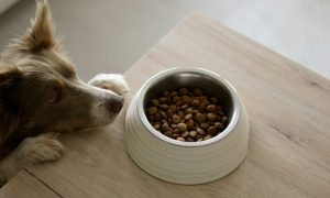 Alimento mascota