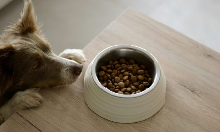 Alimento mascota