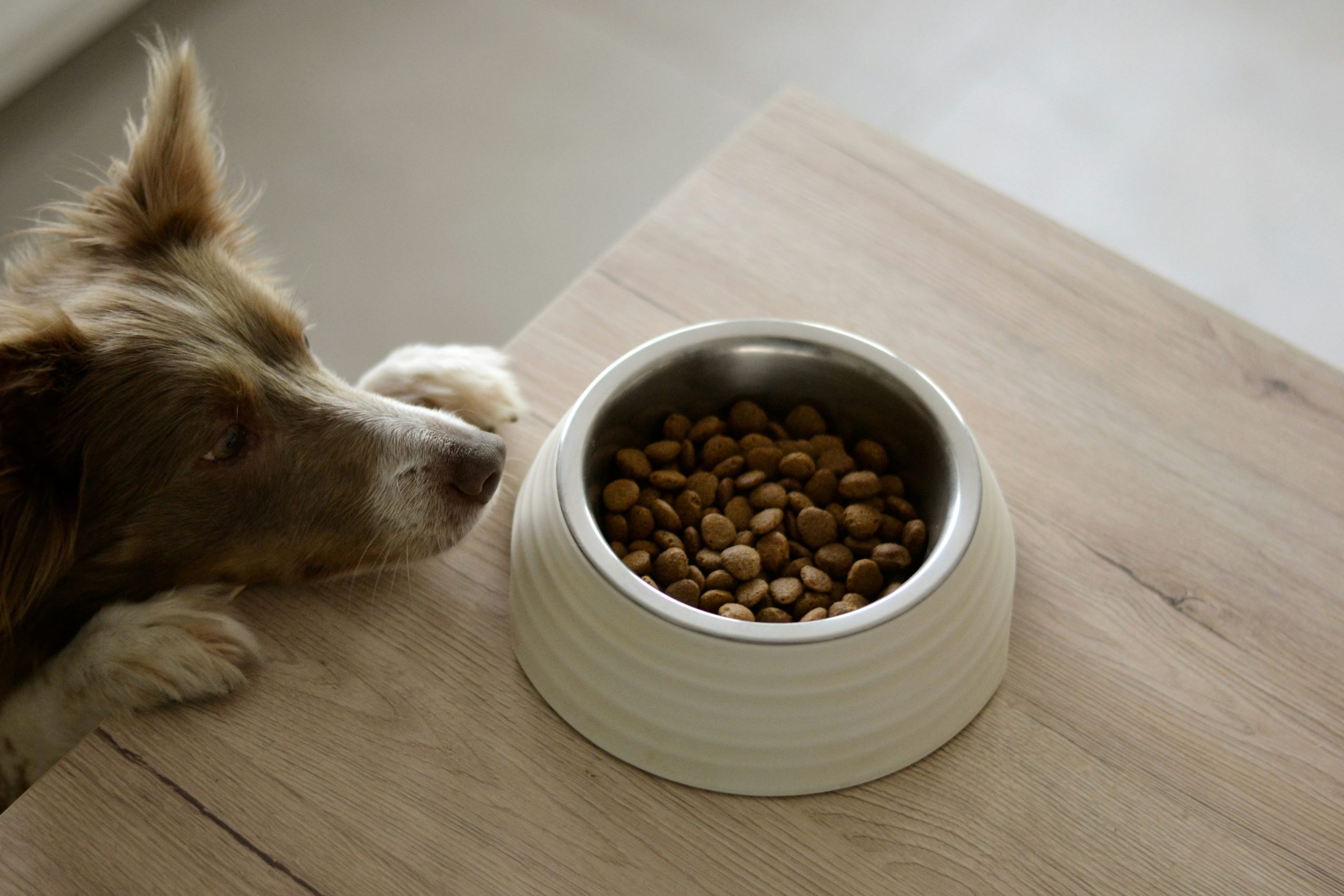 Alimento mascota